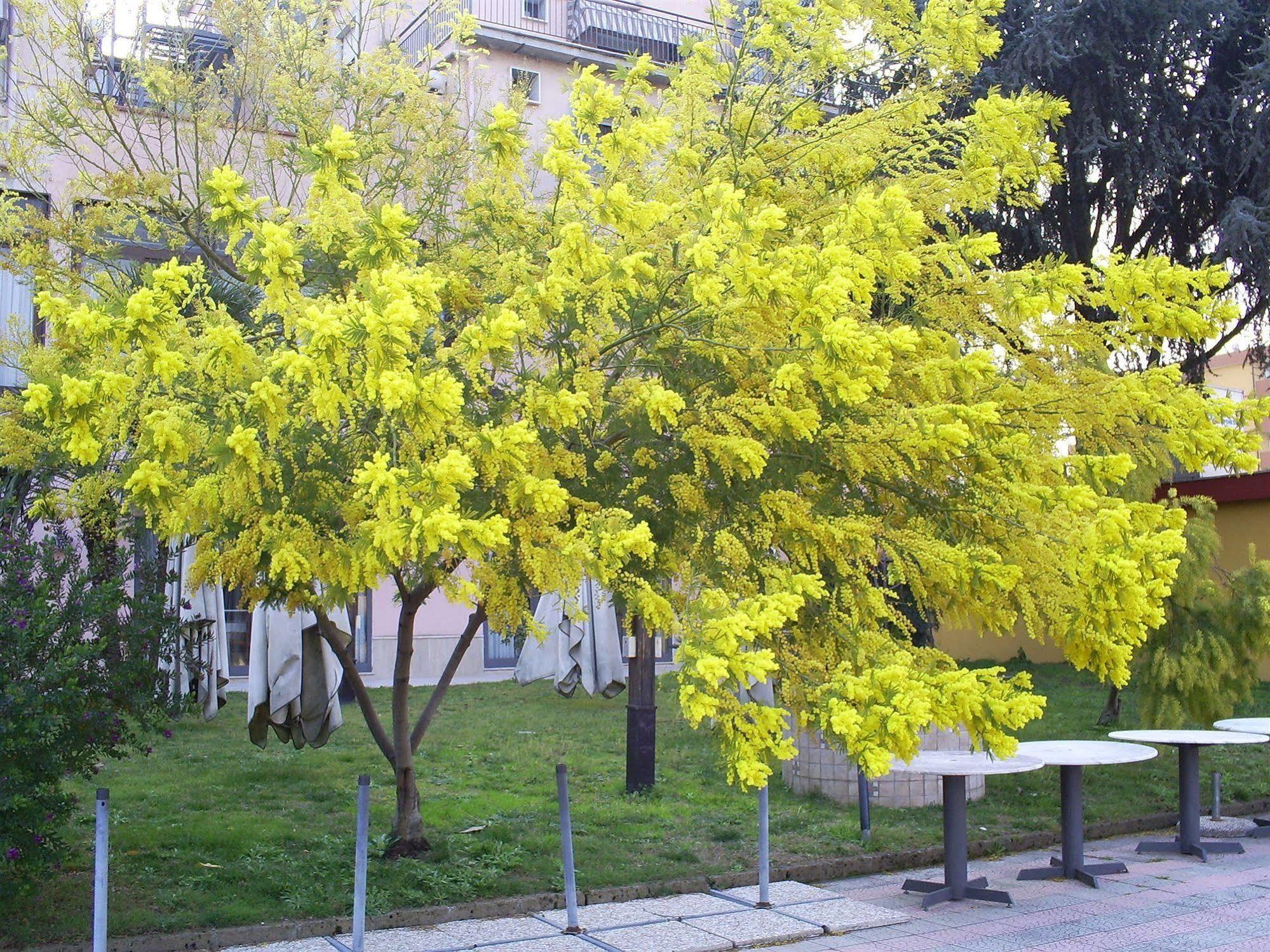 Pisani Hotel San Nicola La Strada Zewnętrze zdjęcie